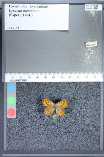 Media type: image;   Entomology 66733